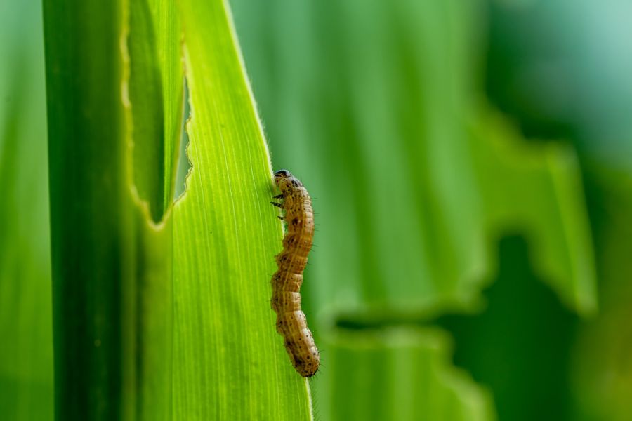 Armyworm Removal by Florida's Best Lawn & Pest, LLC