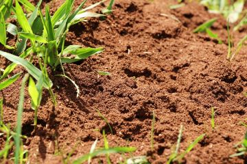 Fire Ant Extermination in Lauderhill by Florida's Best Lawn & Pest, LLC
