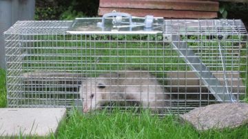 Possum Control in Briny Breezes and Raccoon Removal