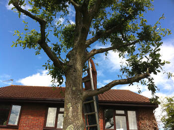 Tree Trimming and Pruning in Fort Lauderdale, Florida