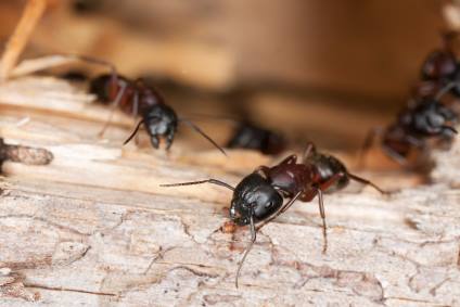 Carpenter ant extermination by Florida's Best Lawn & Pest, LLC