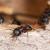 Village of Golf Ant Extermination by Florida's Best Lawn & Pest, LLC