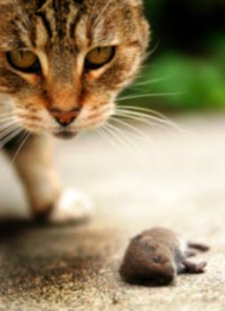 Rodent control in Highland Beach by Florida's Best Lawn & Pest, LLC