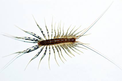 Centipede and millipede control by Florida's Best Lawn & Pest, LLC