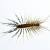 Delray Beach Centipedes & Millipedes by Florida's Best Lawn & Pest, LLC