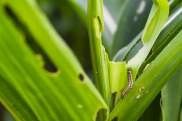 Armyworm Removal in Deerfield Beach by Florida's Best Lawn & Pest, LLC