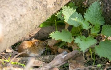 Fort Lauderdale Vole Removal