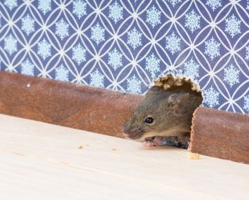 Mice Extermination in Boca Raton by Florida's Best Lawn & Pest, LLC