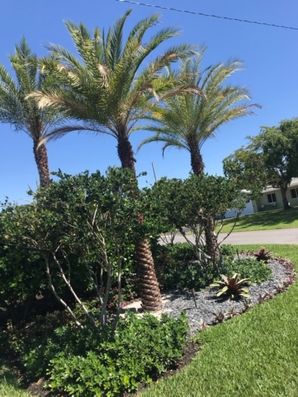 Lawn Care Services in Pompano Beach, FL (3)